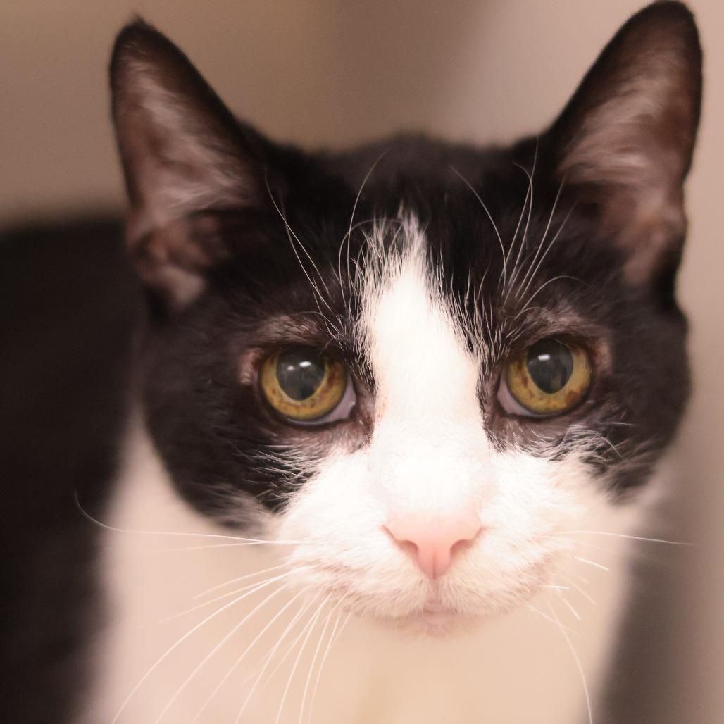 Pawl — thumbnail 3