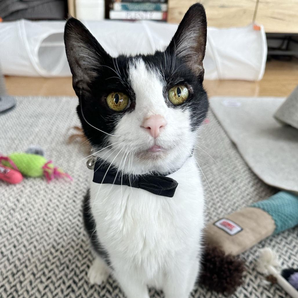 Pawl — thumbnail 4