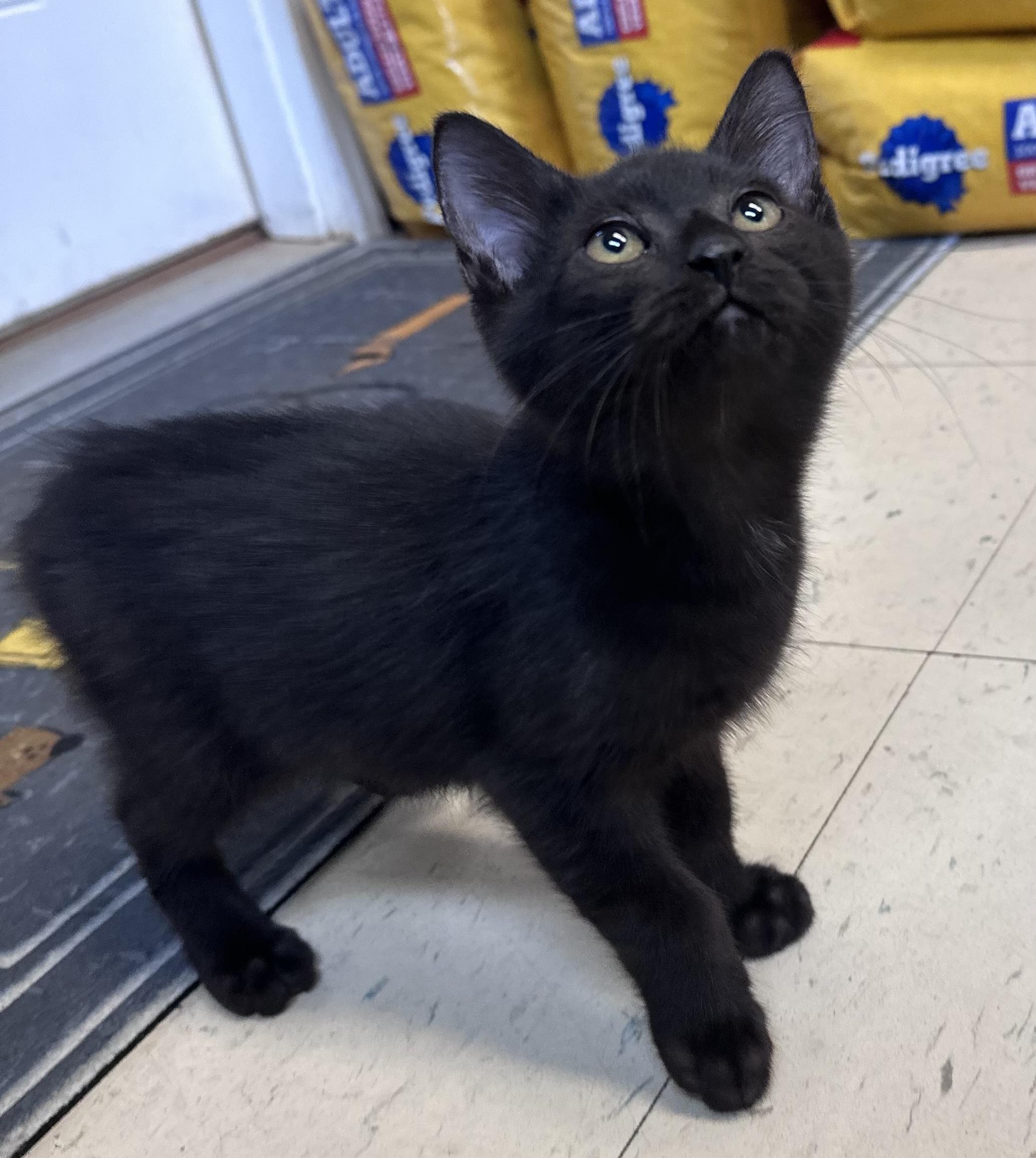 Enlarge Thomas, a Adoptable Domestic Short Hair in Dyersburg, TN image 2/2