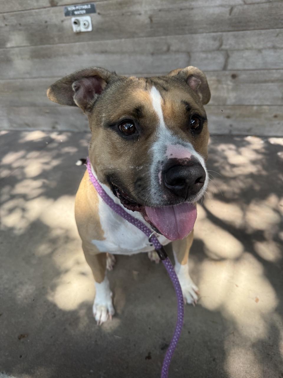 Enlarge Yam, a Adoptable Mixed Breed in Georgetown, TX image 4/6