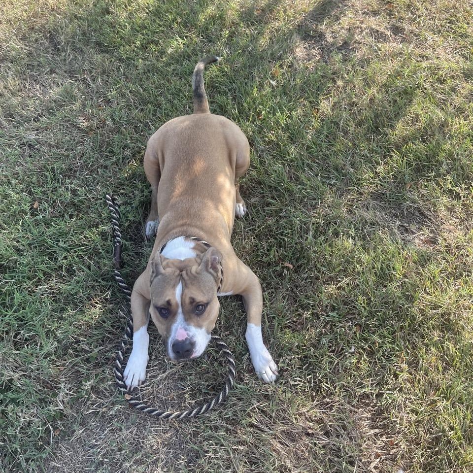 Enlarge Yam, a Adoptable Mixed Breed in Georgetown, TX image 6/6