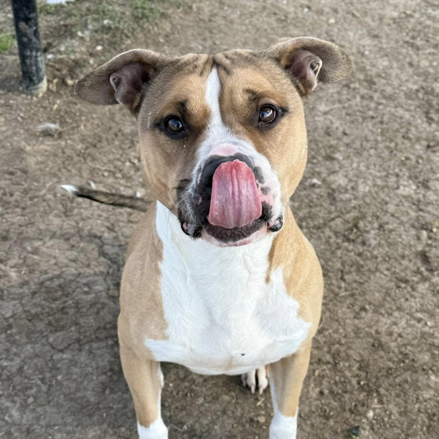 Yam, Adult Male Mixed Breed