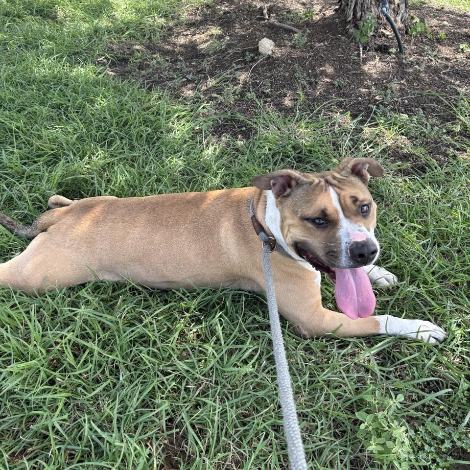 Enlarge Yam, a Adoptable Mixed Breed in Georgetown, TX image 1/6