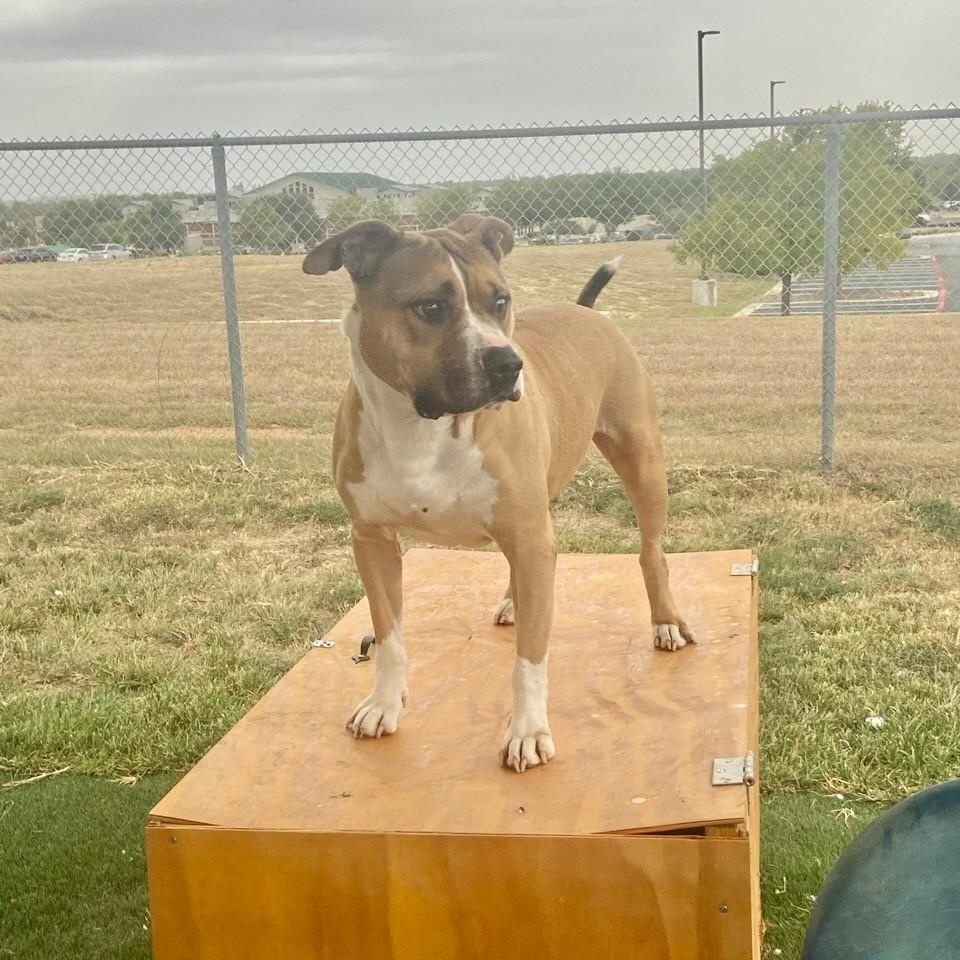 Enlarge Yam, a Adoptable Mixed Breed in Georgetown, TX image 5/6