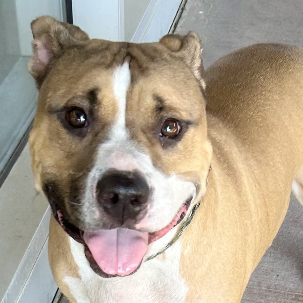 Enlarge Yam, a Adoptable Mixed Breed in Georgetown, TX image 2/6