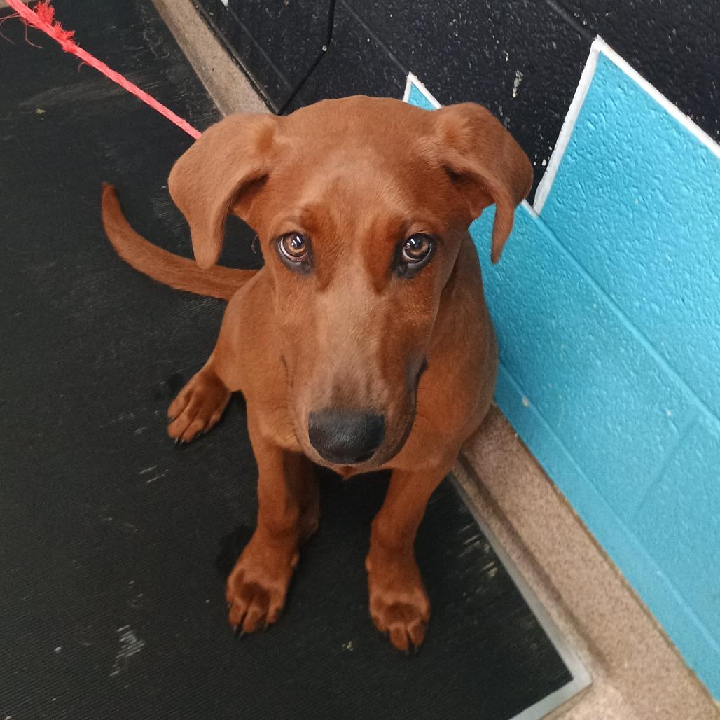 Enlarge Adren, a Adoptable Redbone Coonhound in Ardmore, OK image 1/1