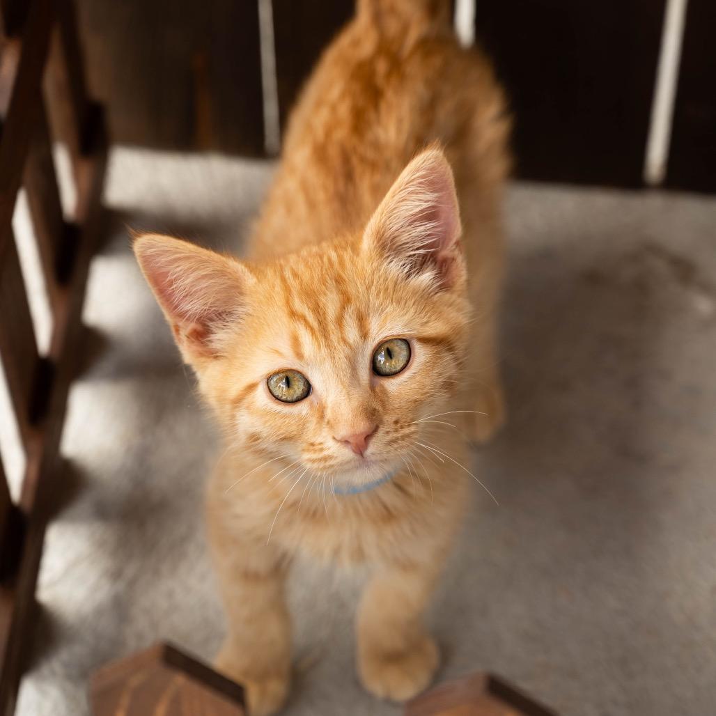 Thor, Adoptable, Kitten Male Domestic Short Hair.