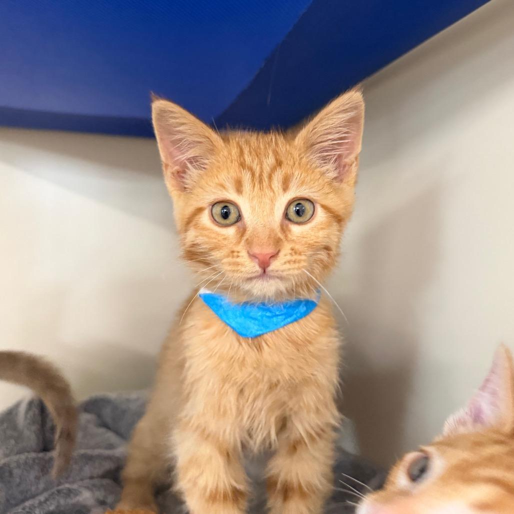 Thor, a Adoptable Domestic Short Hair in Spanish Fork, UT image 2/2