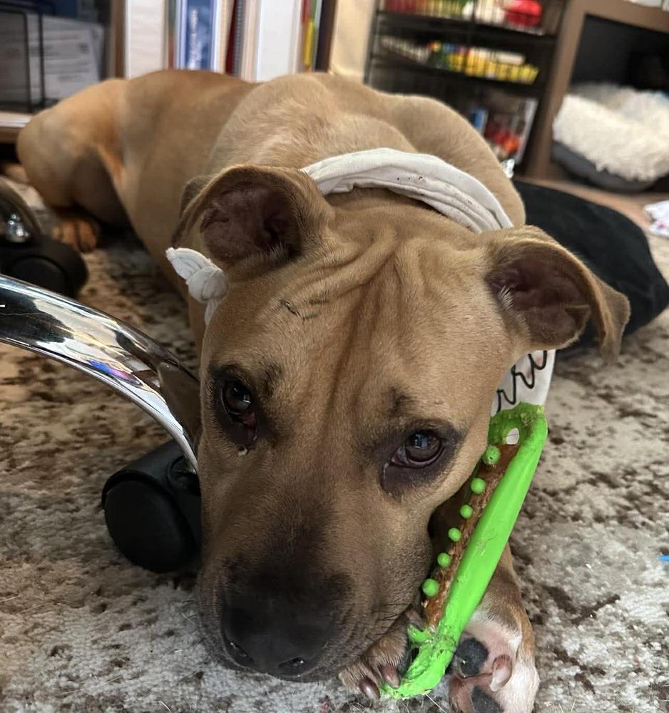 Alamo, Adoptable, Young Female Mixed Breed.