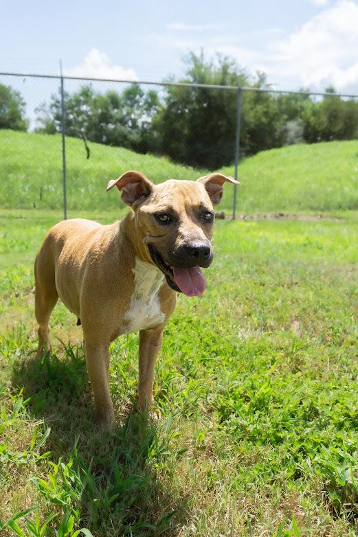 Enlarge Alamo, a Adoptable mixed breed in Scott, LA image 2/5
