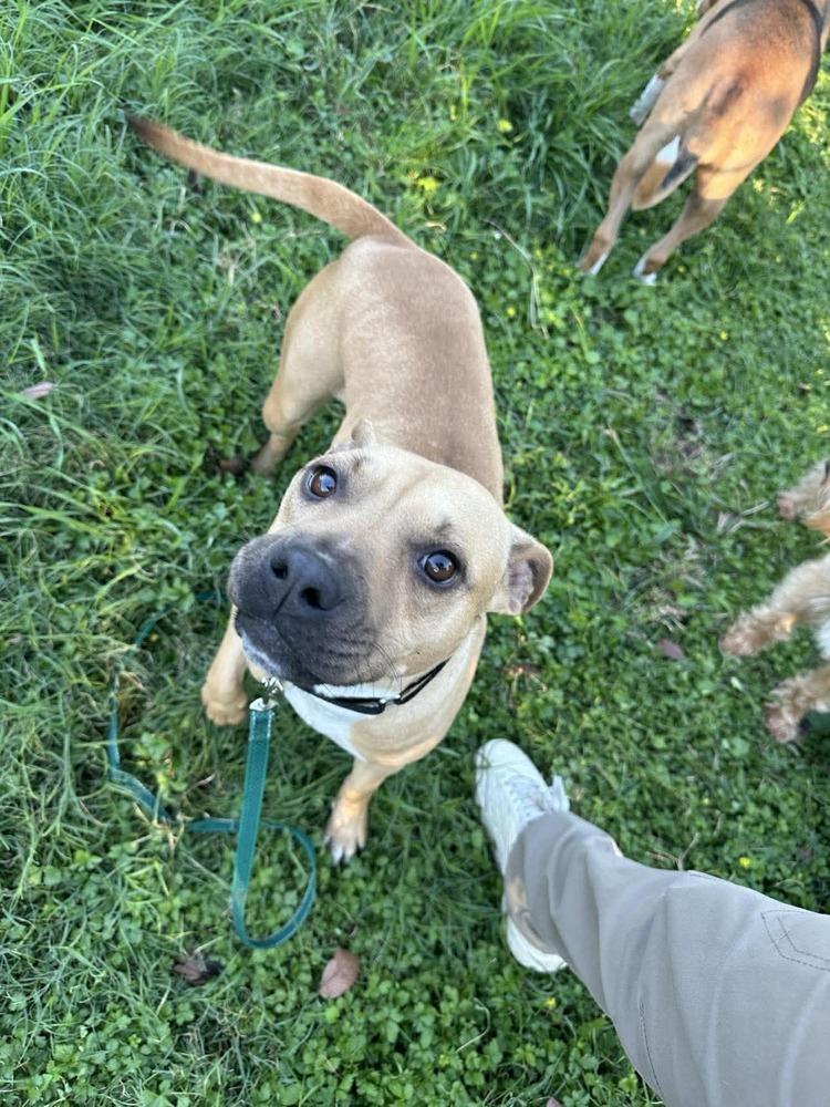 Enlarge Alamo, a Adoptable mixed breed in Scott, LA image 3/5