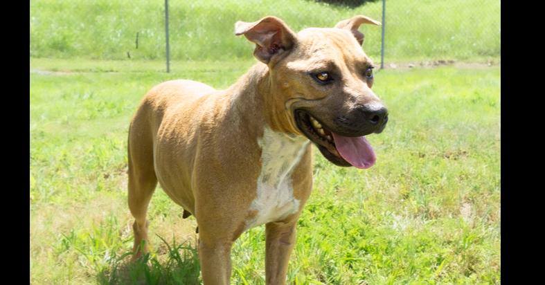 Enlarge Alamo, a Adoptable mixed breed in Scott, LA image 4/5