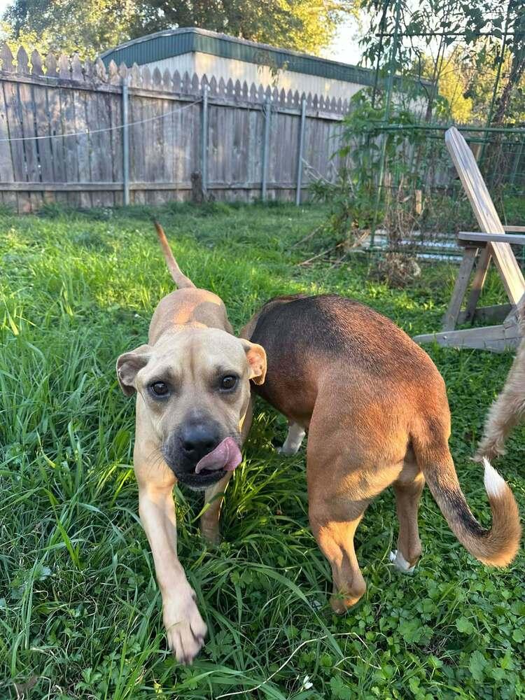 Enlarge Alamo, a Adoptable mixed breed in Scott, LA image 5/5