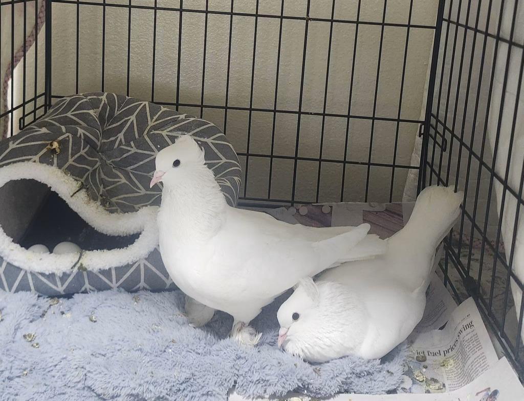 Enlarge Marshmallow / Sugar, a Adoptable Pigeon in Eagle Mountain, UT image 1/2