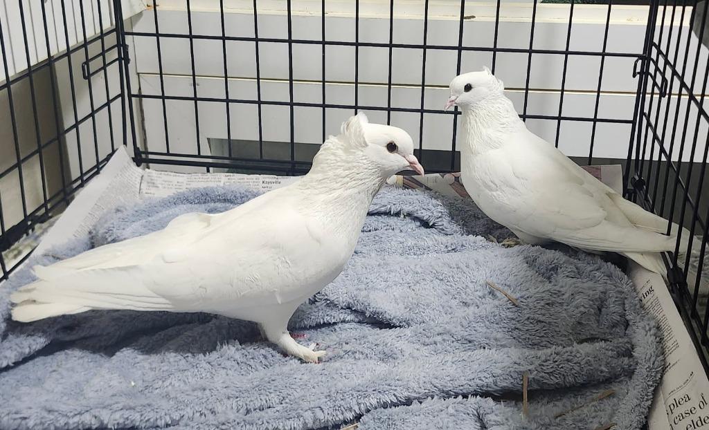 Enlarge Marshmallow / Sugar, a Adoptable Pigeon in Eagle Mountain, UT image 2/2
