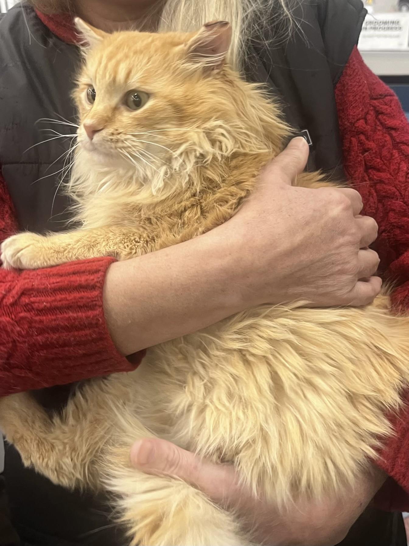 Enlarge Ed Morris, an adopted Domestic Long Hair in Easley, SC image 3/4