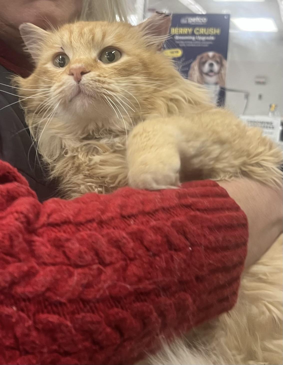 Enlarge Ed Morris, an adopted Domestic Long Hair in Easley, SC image 1/4