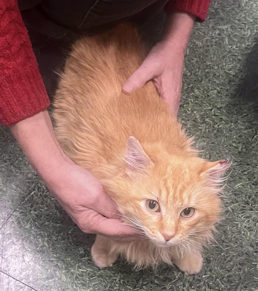 Enlarge Ed Morris, an adopted Domestic Long Hair in Easley, SC image 4/4