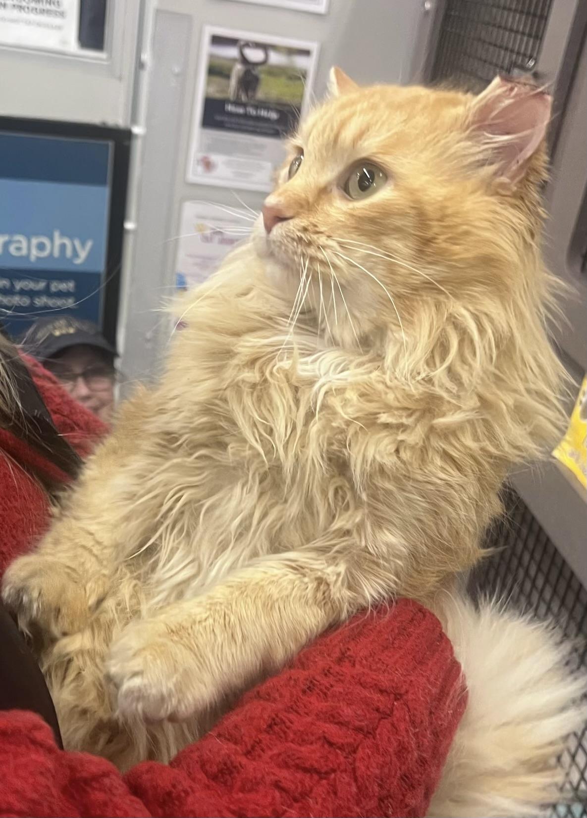 Enlarge Ed Morris, an adopted Domestic Long Hair in Easley, SC image 2/4