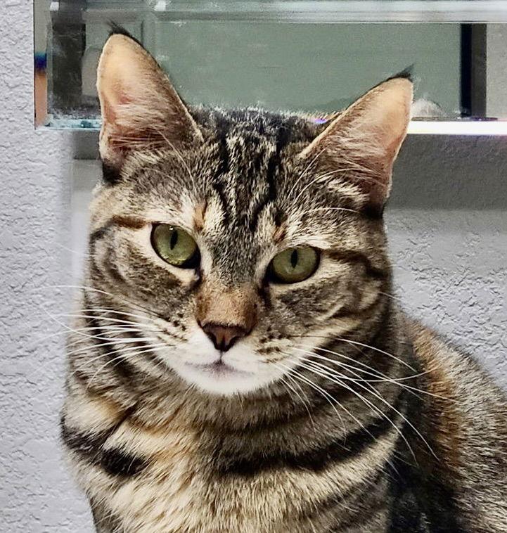 Astra, Adoptable, Adult Female Torbie.