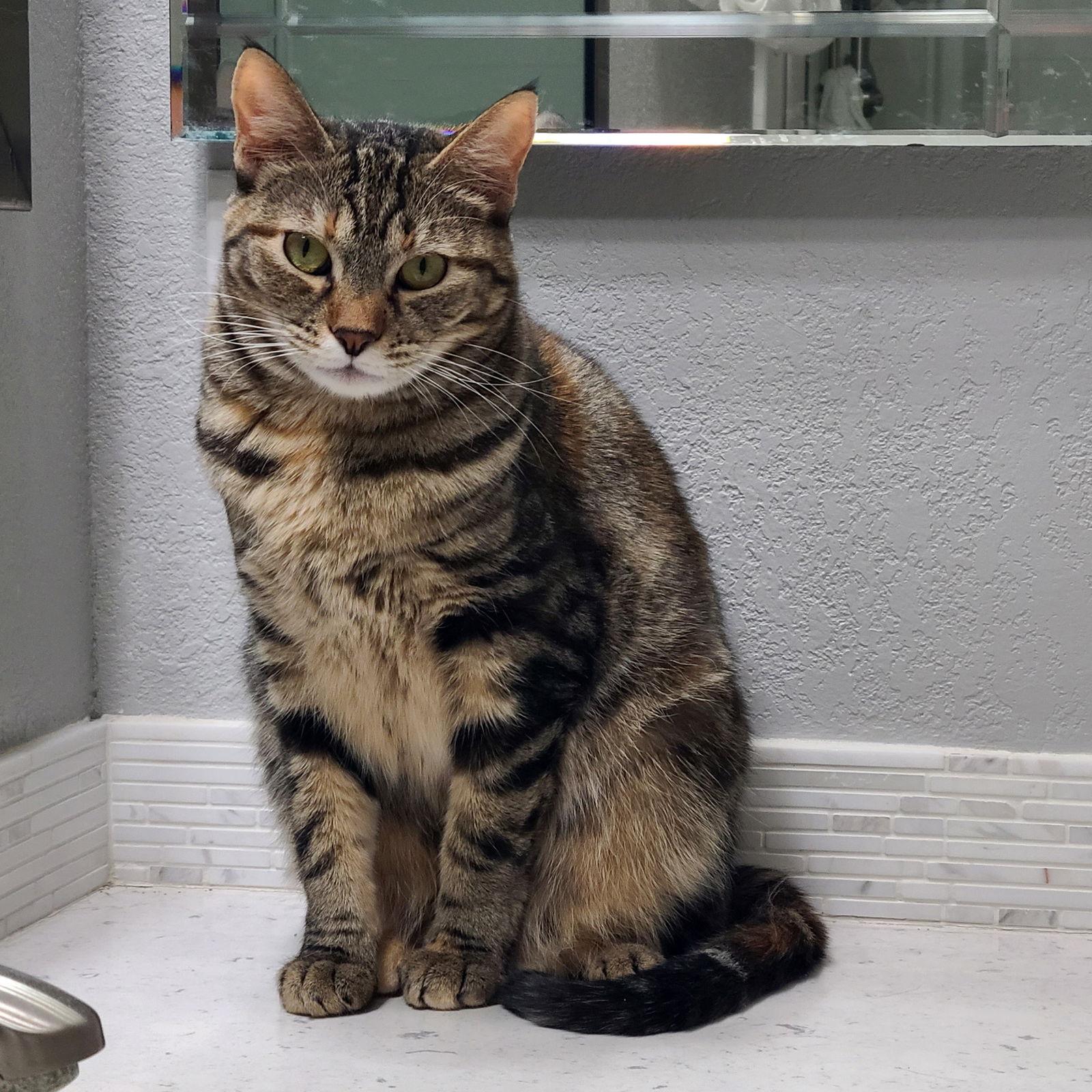 Astra, a Adoptable Torbie in Antioch, CA image 2/2