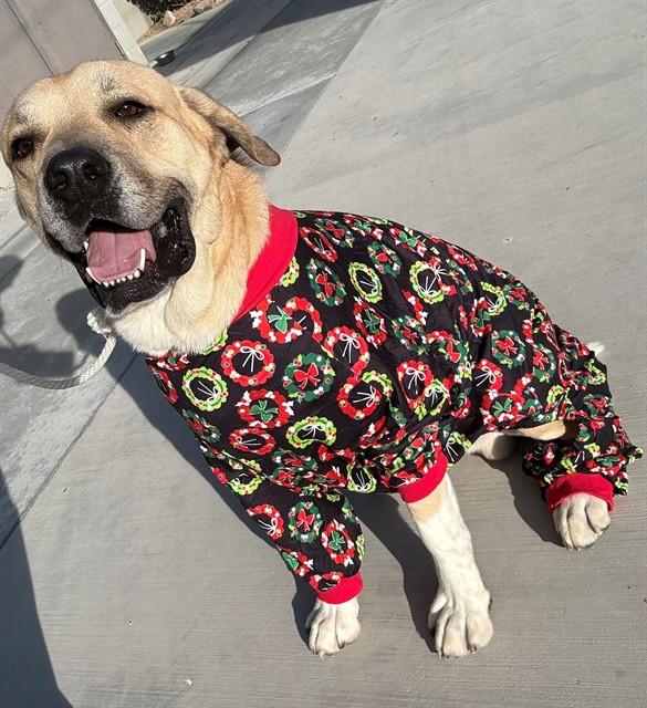 Enlarge PATRICK, a Adoptable mixed breed in Lancaster, CA image 1/1