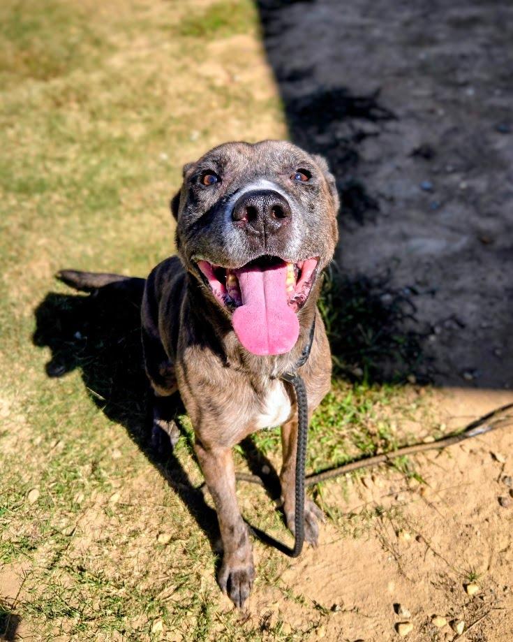 Enlarge Puck, a Adoptable Catahoula Leopard Dog in Douglasville, GA image 1/4