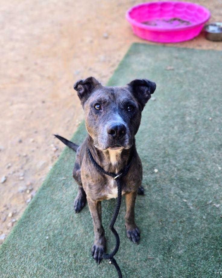 Enlarge Puck, a Adoptable Catahoula Leopard Dog in Douglasville, GA image 2/4