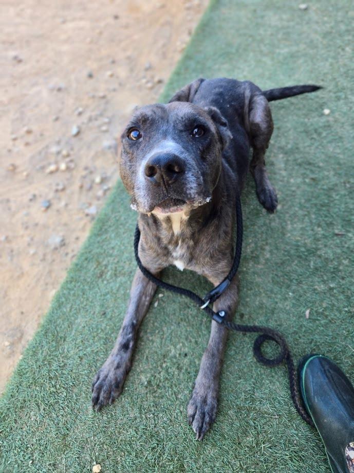 Enlarge Puck, a Adoptable Catahoula Leopard Dog in Douglasville, GA image 3/4