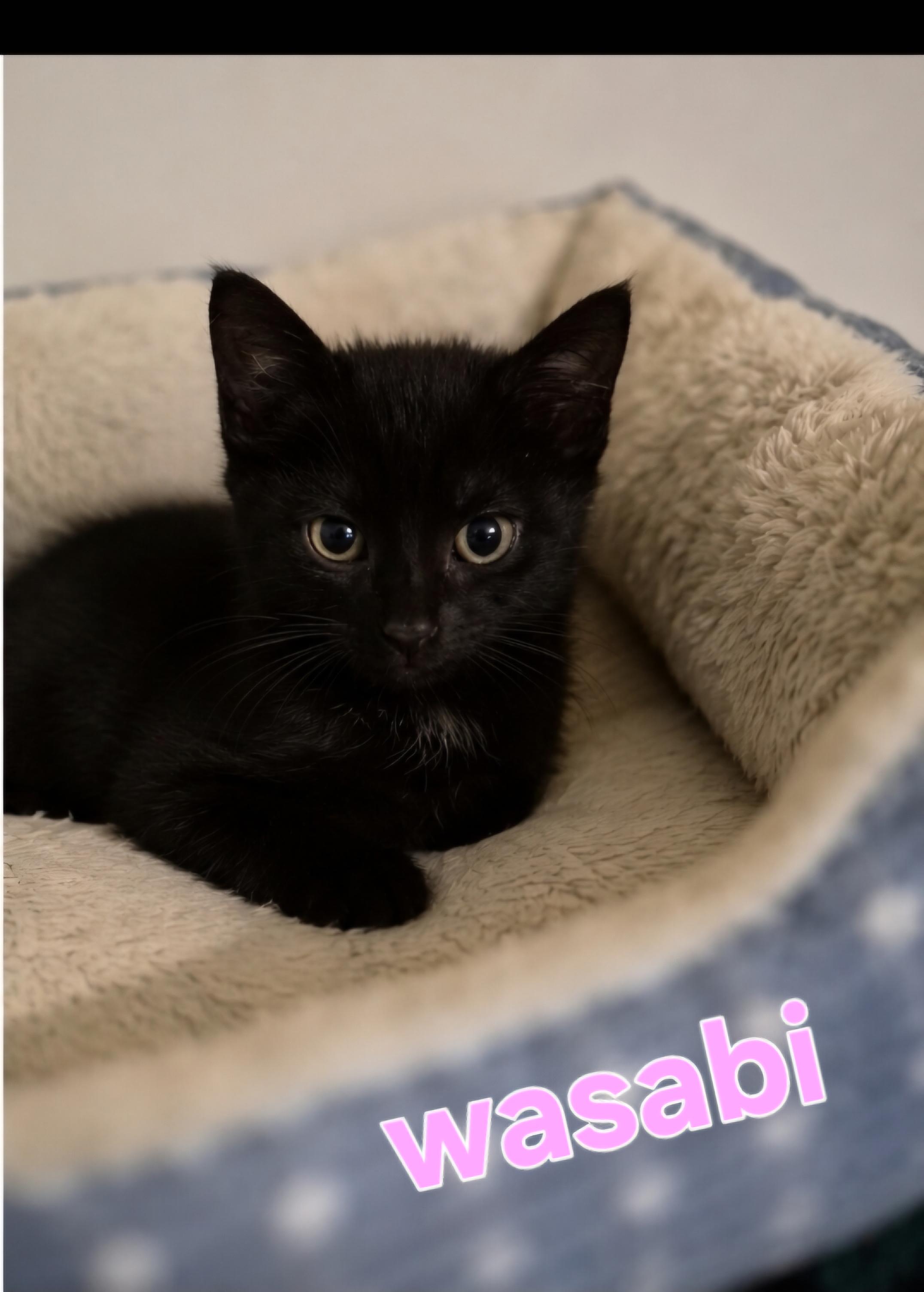 Wasabi, Adoptable, Kitten Female Domestic Medium Hair.