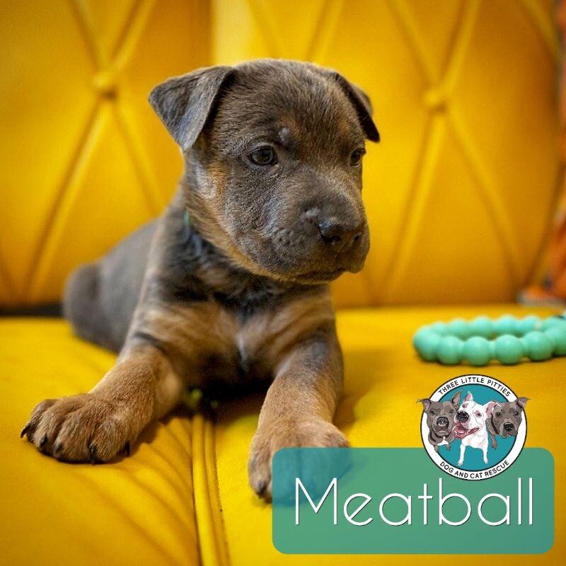 Meat Ball Cod Roe Dog for adoption - Meatball Roe, a Labrador Retriever & Pit Bull ...
