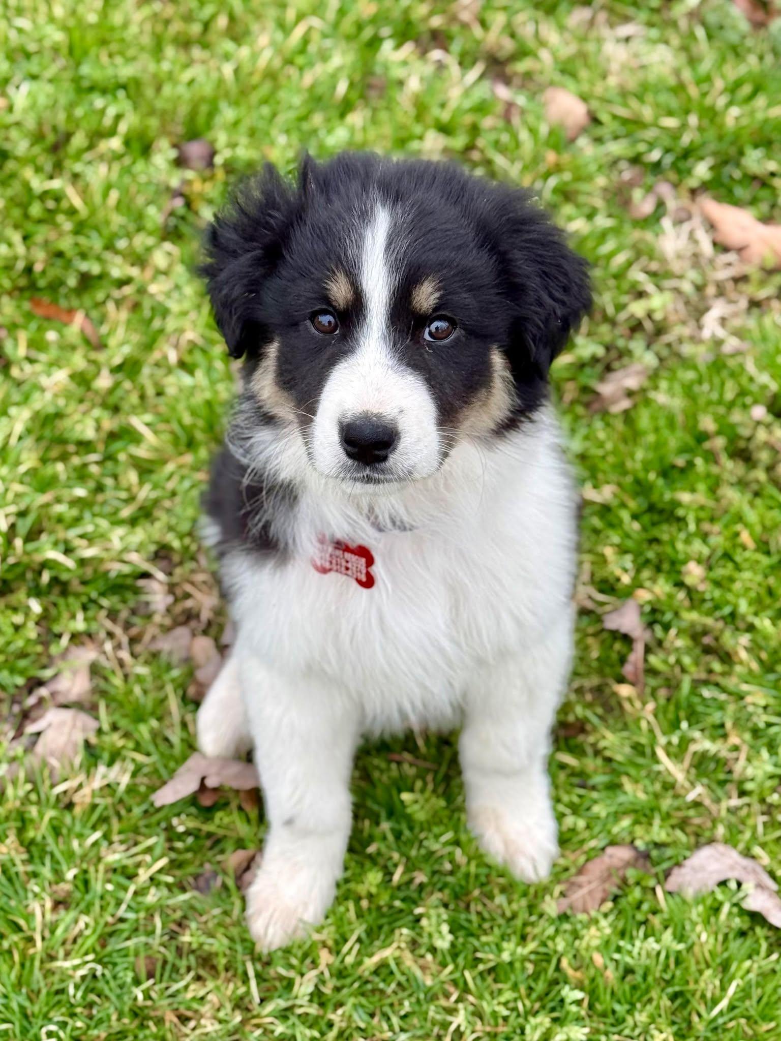 Enlarge Fuji , an adopted mixed breed in Kiowa, OK image 6/6