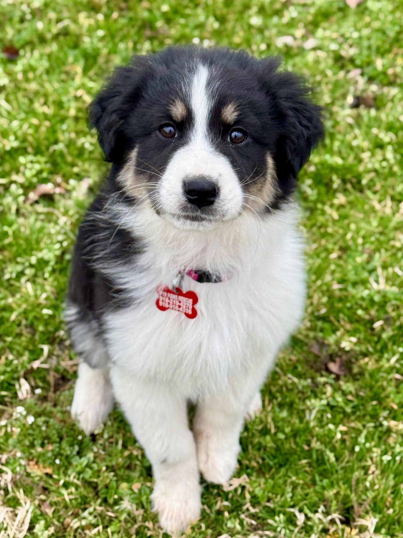 Fuji , adopted, Puppy Female Great Pyrenees.