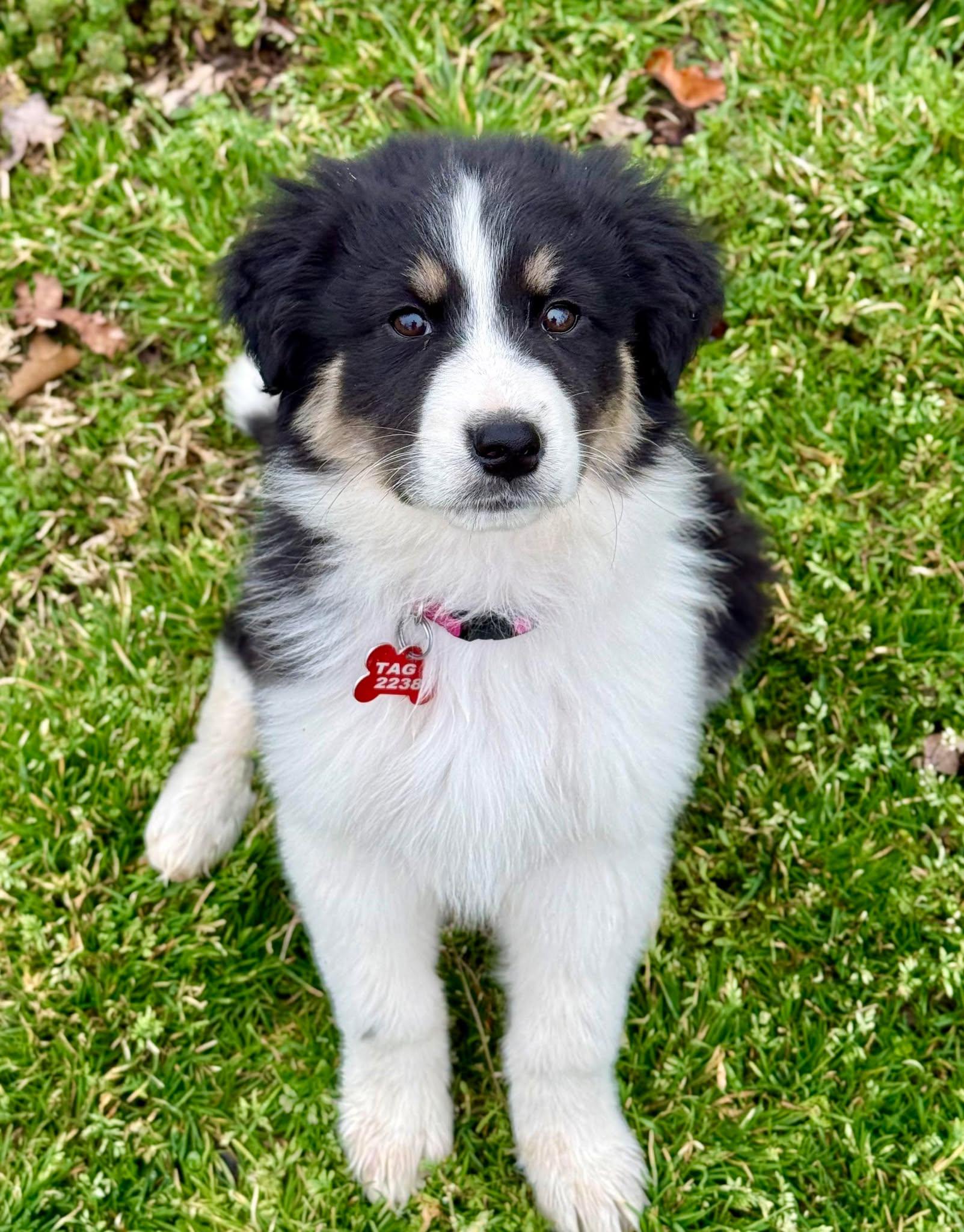 Enlarge Fuji , an adopted mixed breed in Kiowa, OK image 5/6