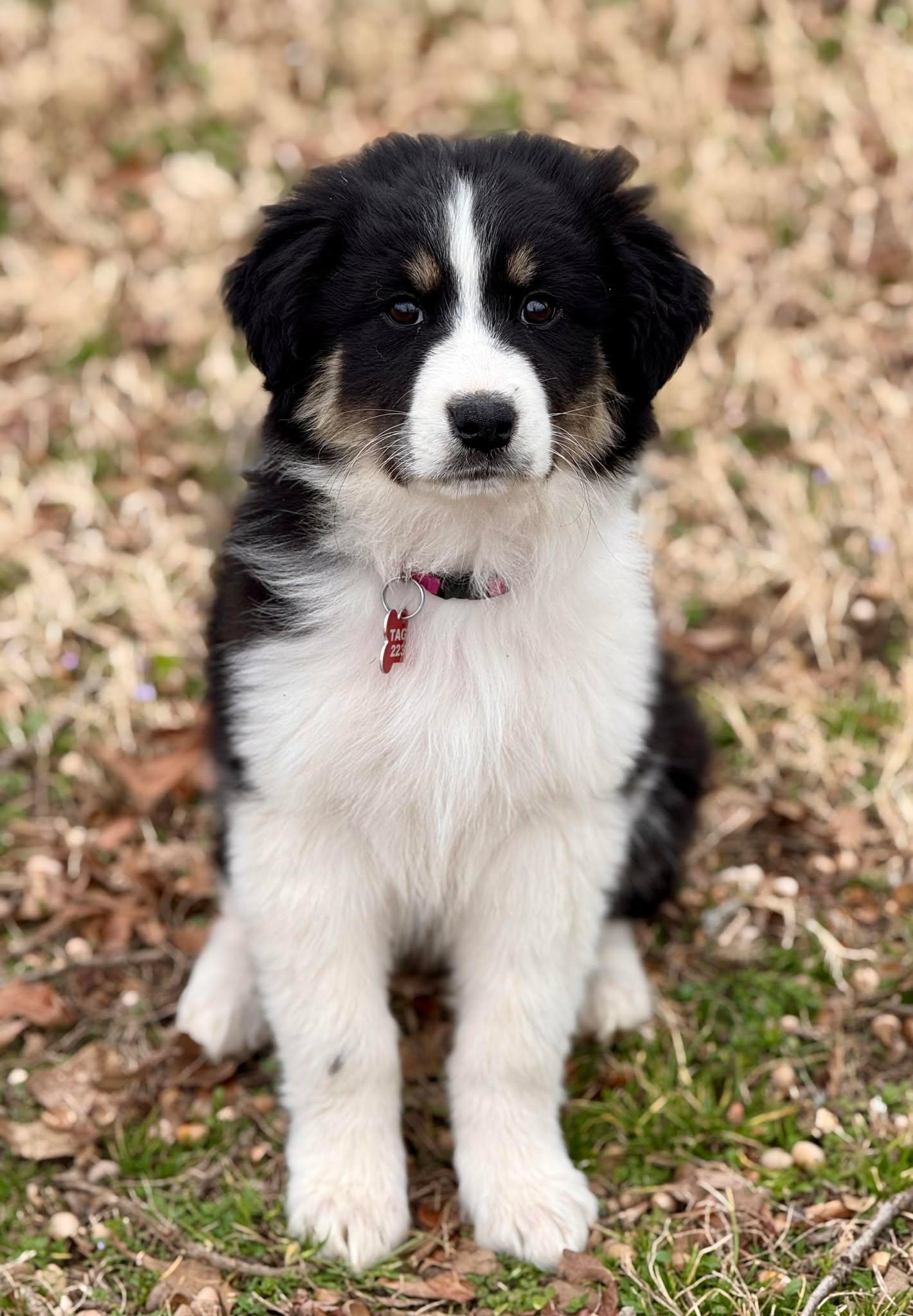 Enlarge Fuji , an adopted mixed breed in Kiowa, OK image 4/6