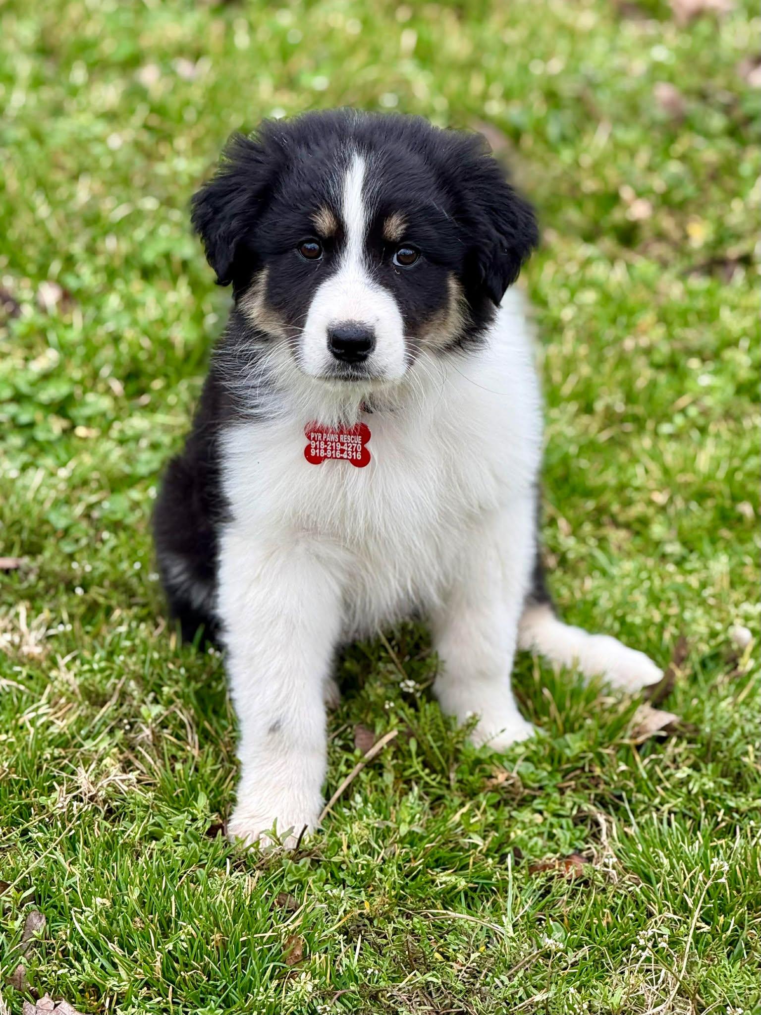 Enlarge Fuji , an adopted mixed breed in Kiowa, OK image 2/6