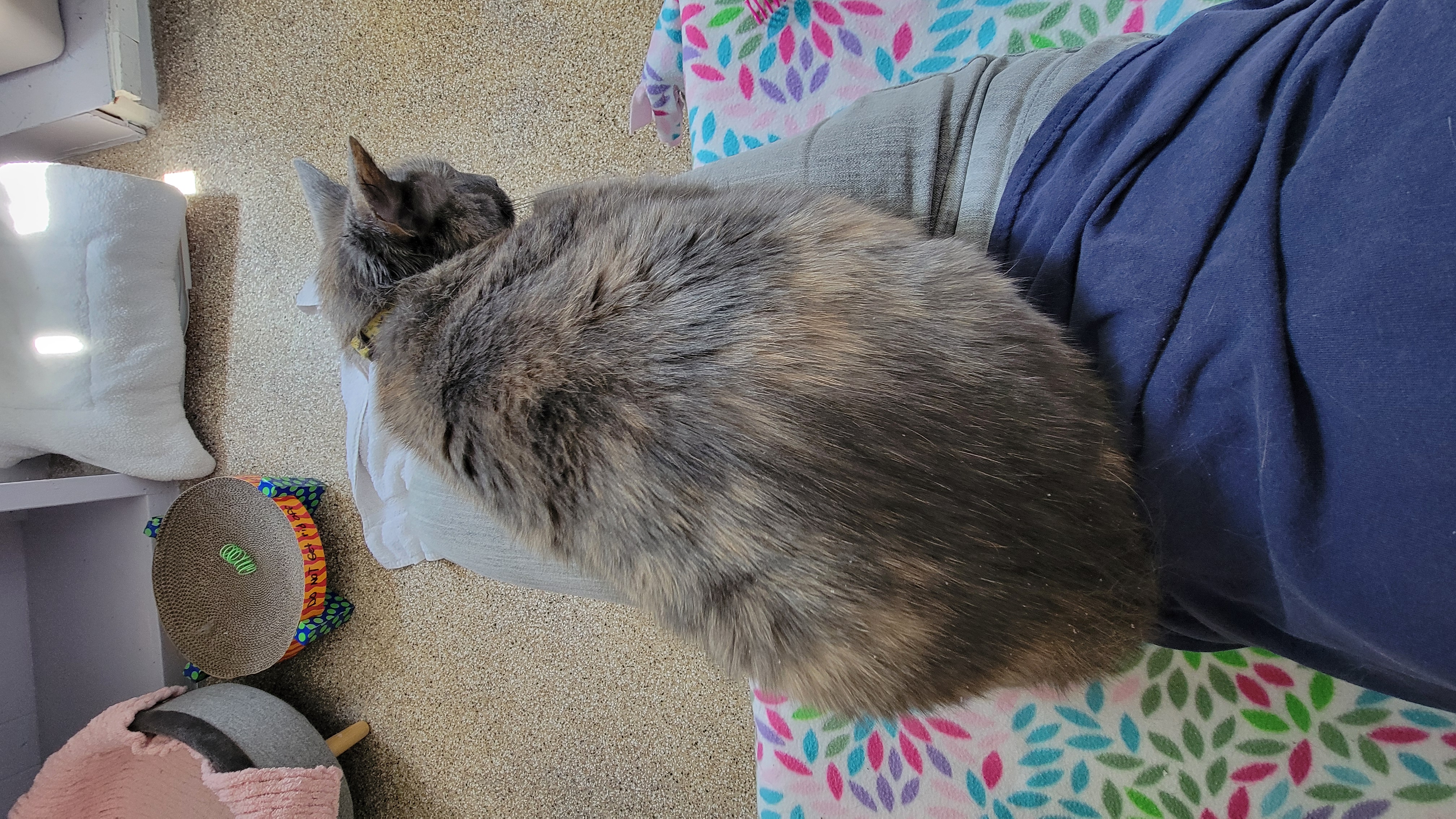 Enlarge Honey Bee, a Adoptable Domestic Short Hair in Neenah, WI image 15/16