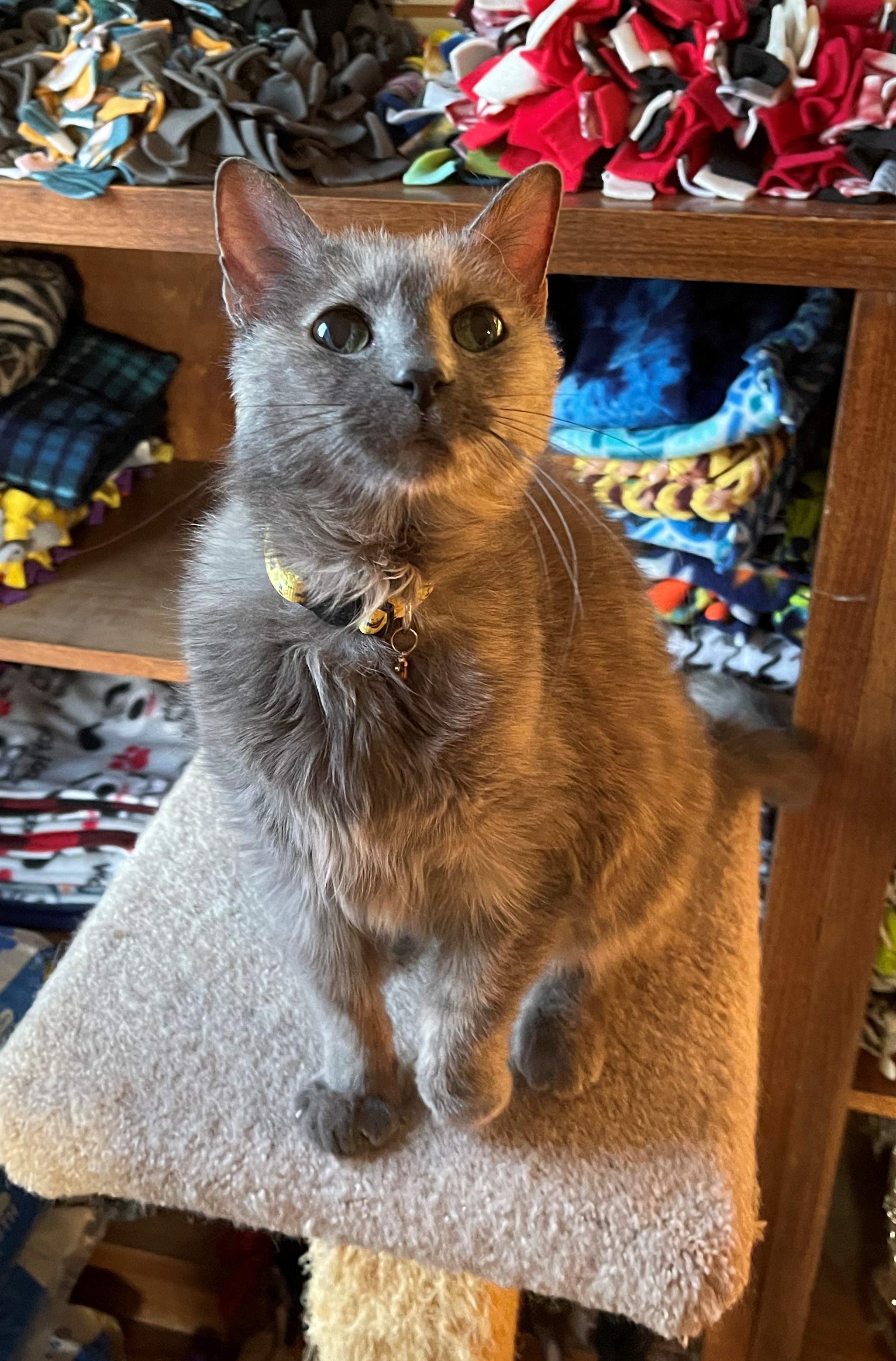 Enlarge Honey Bee, a Adoptable Domestic Short Hair in Neenah, WI image 14/16