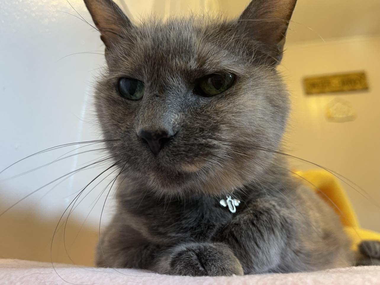 Enlarge Honey Bee, a Adoptable Domestic Short Hair in Neenah, WI image 16/16