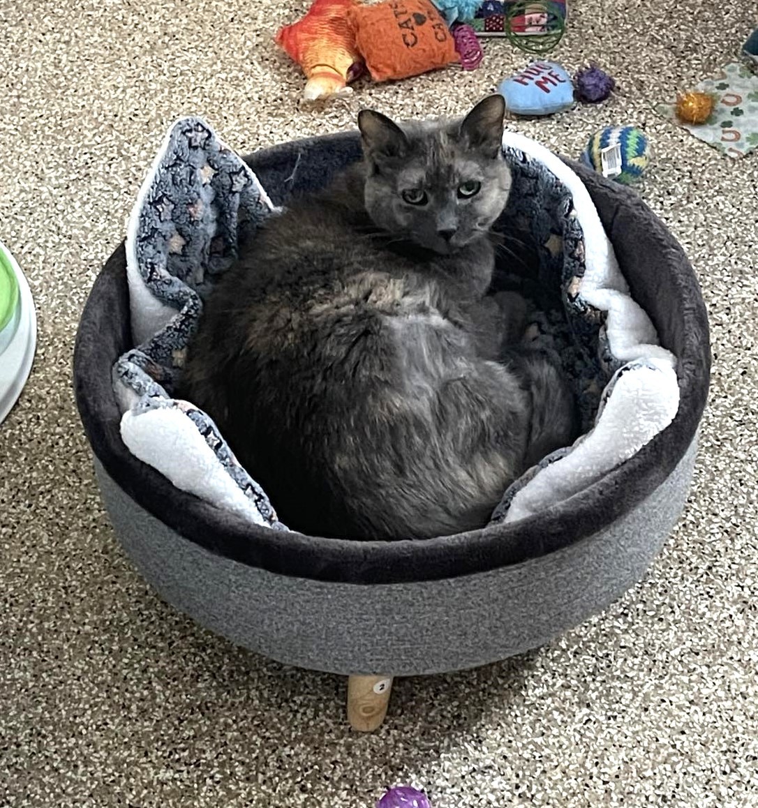 Enlarge Honey Bee, a Adoptable Domestic Short Hair in Neenah, WI image 12/16