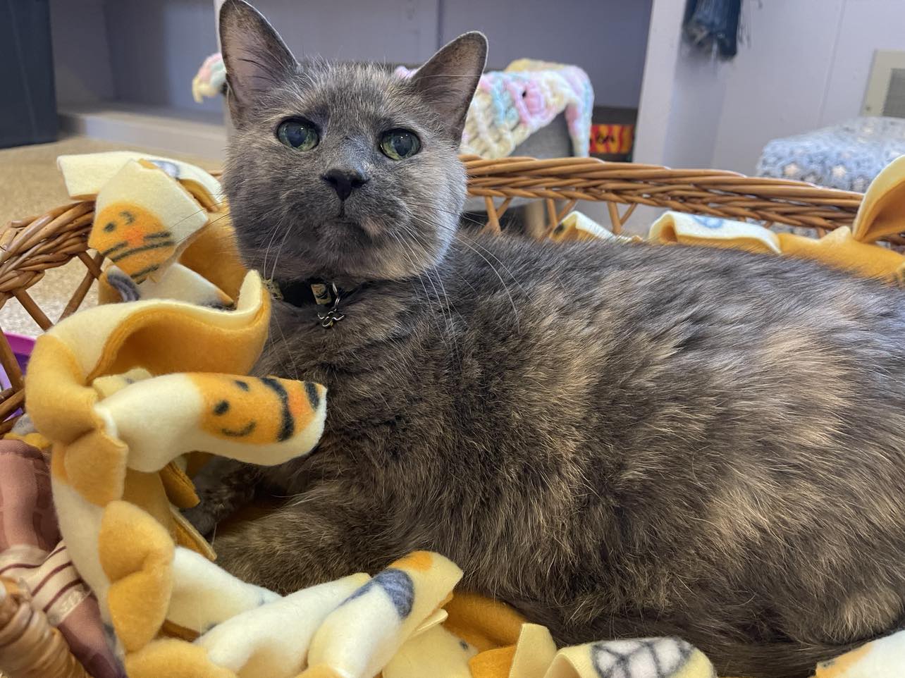 Enlarge Honey Bee, a Adoptable Domestic Short Hair in Neenah, WI image 1/16