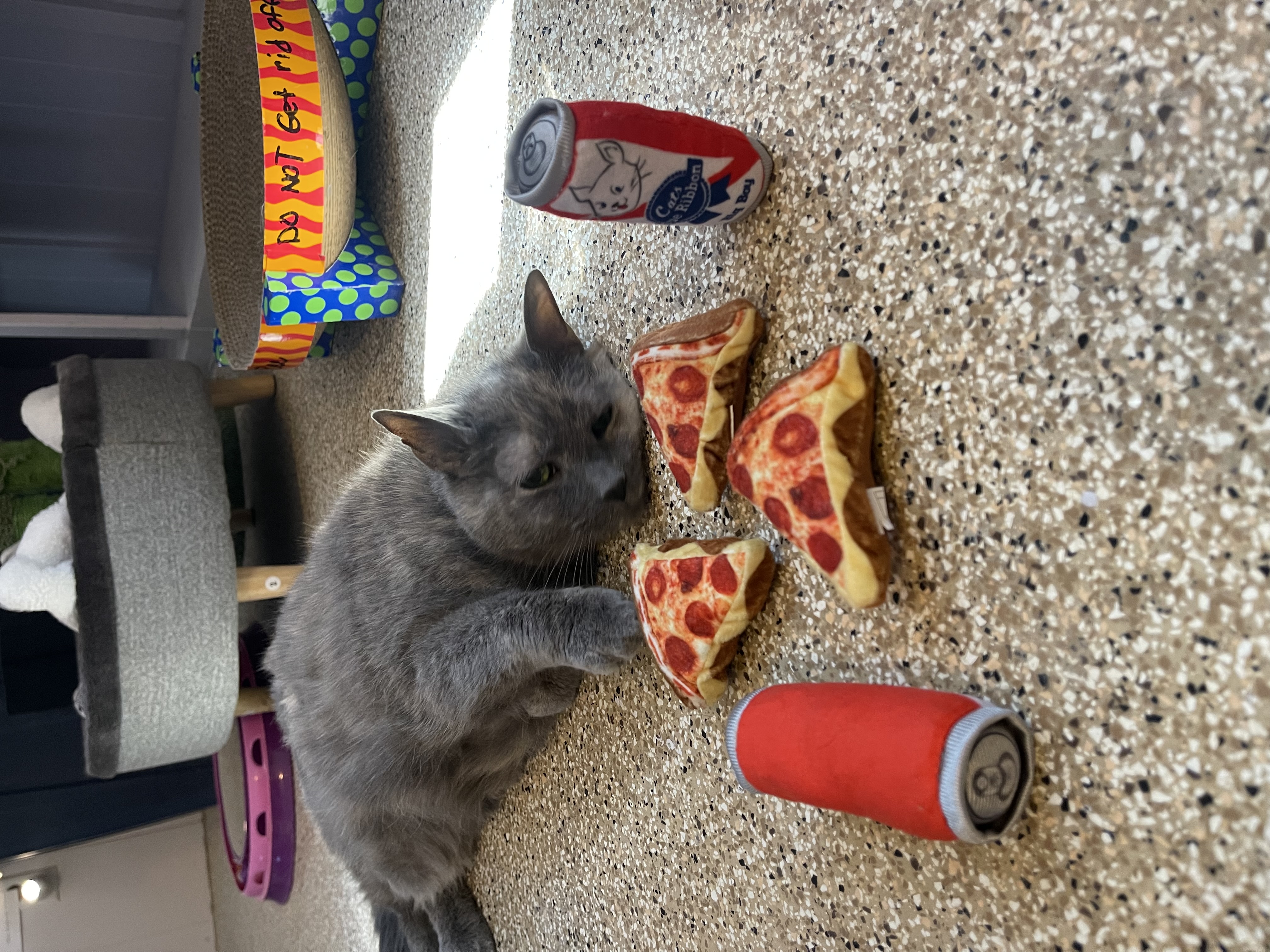 Enlarge Honey Bee, a Adoptable Domestic Short Hair in Neenah, WI image 13/16