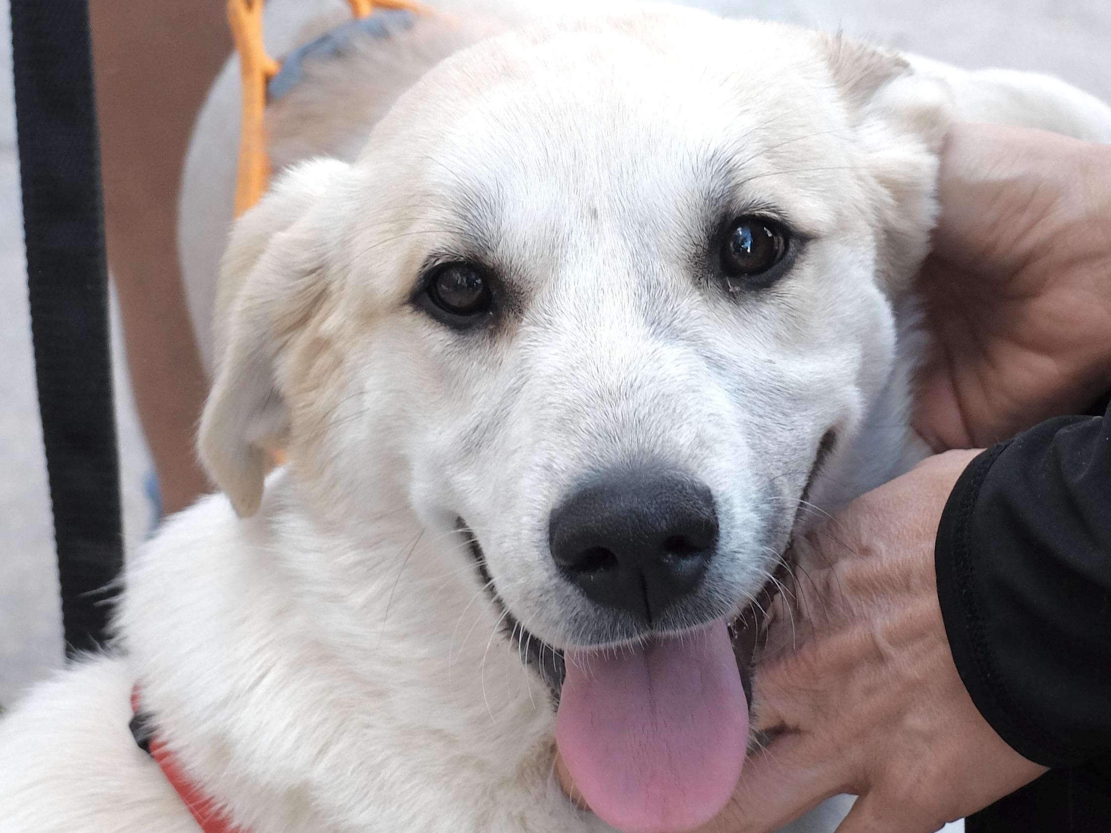 Girl Comanche photo
