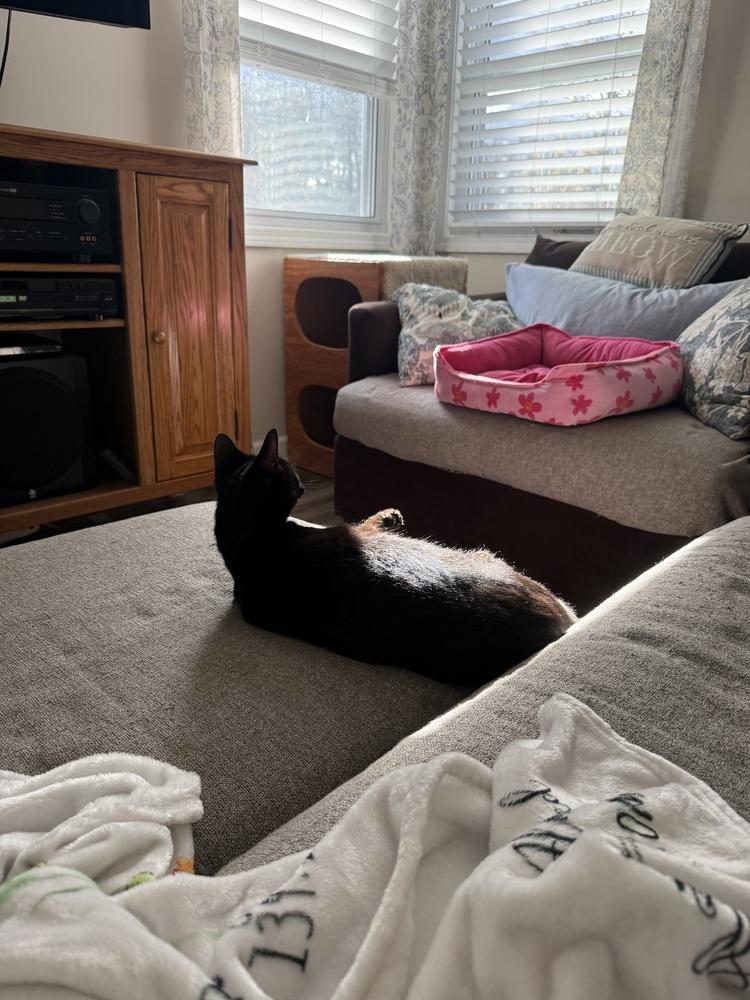 Pepper (was Pepsi), Adoptable, Adult Female Domestic Short Hair.