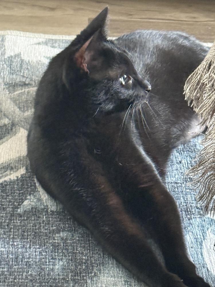 Pepper (was Pepsi), Adoptable, Adult Female Domestic Short Hair.