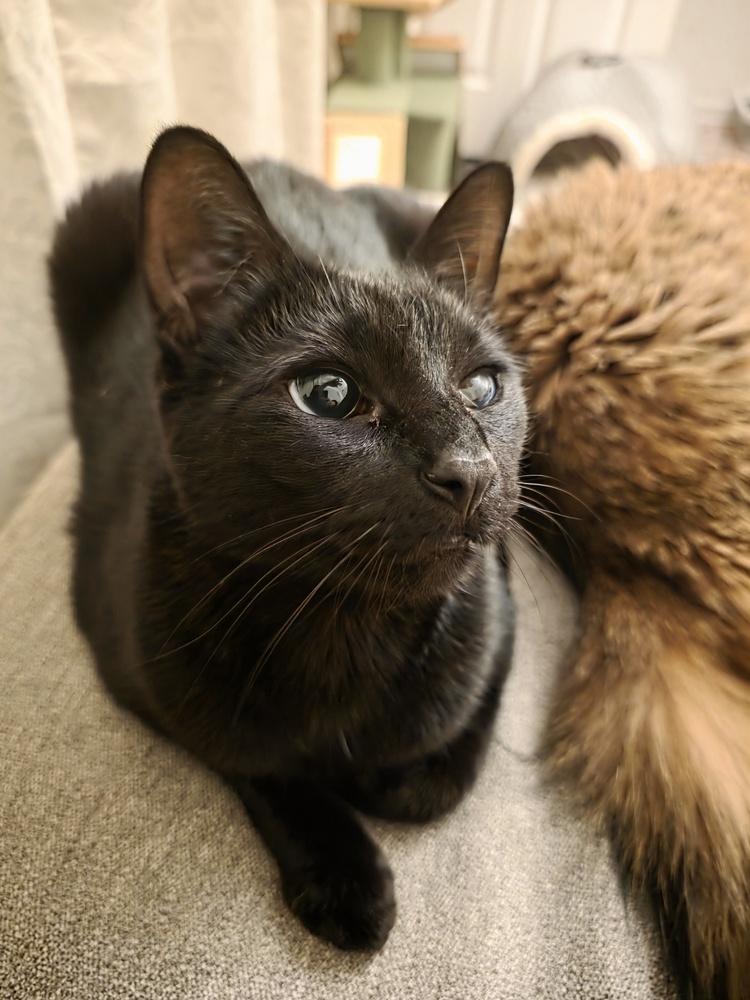 Enlarge Pepper (was Pepsi), a Adoptable mixed breed in Clinton Township, MI image 1/6