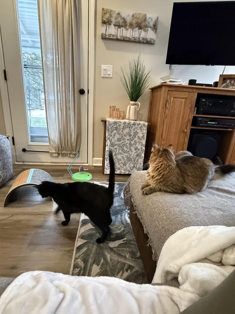 Enlarge Pepper (was Pepsi), a Adoptable mixed breed in Clinton Township, MI image 5/6