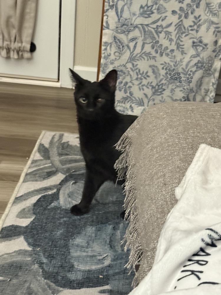 Enlarge Pepper (was Pepsi), a Adoptable mixed breed in Clinton Township, MI image 6/6