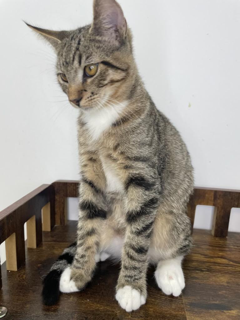 Salmon, Adoptable, Young Male Domestic Short Hair.