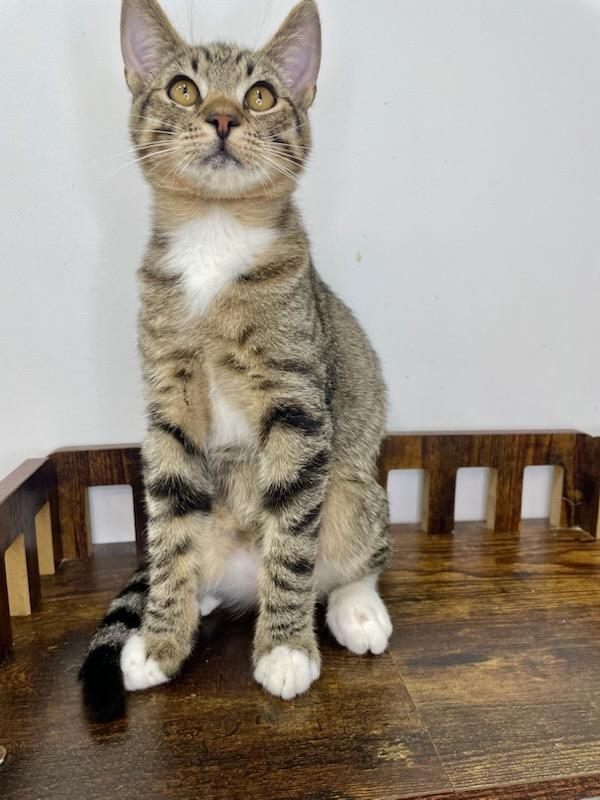 Enlarge Salmon, a Adoptable Domestic Short Hair in chino, CA image 2/3